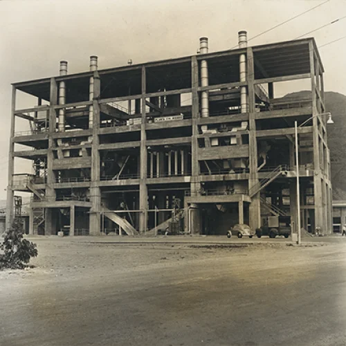 Planta de hierro
